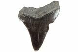 Serrated, Juvenile Megalodon Tooth - South Carolina #183086-1